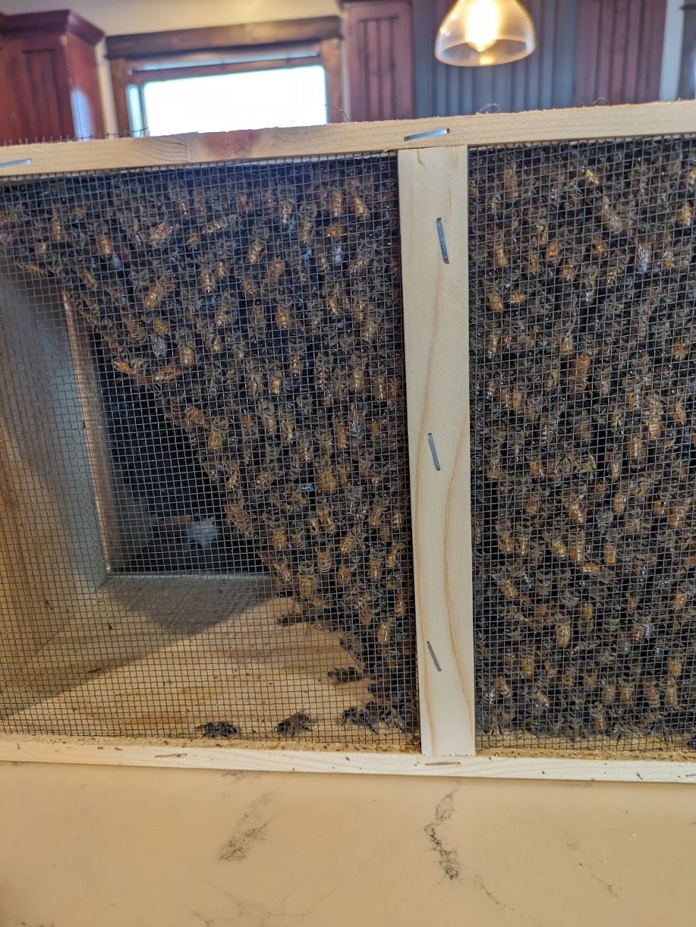 Pastured Pollinated Raw Honey