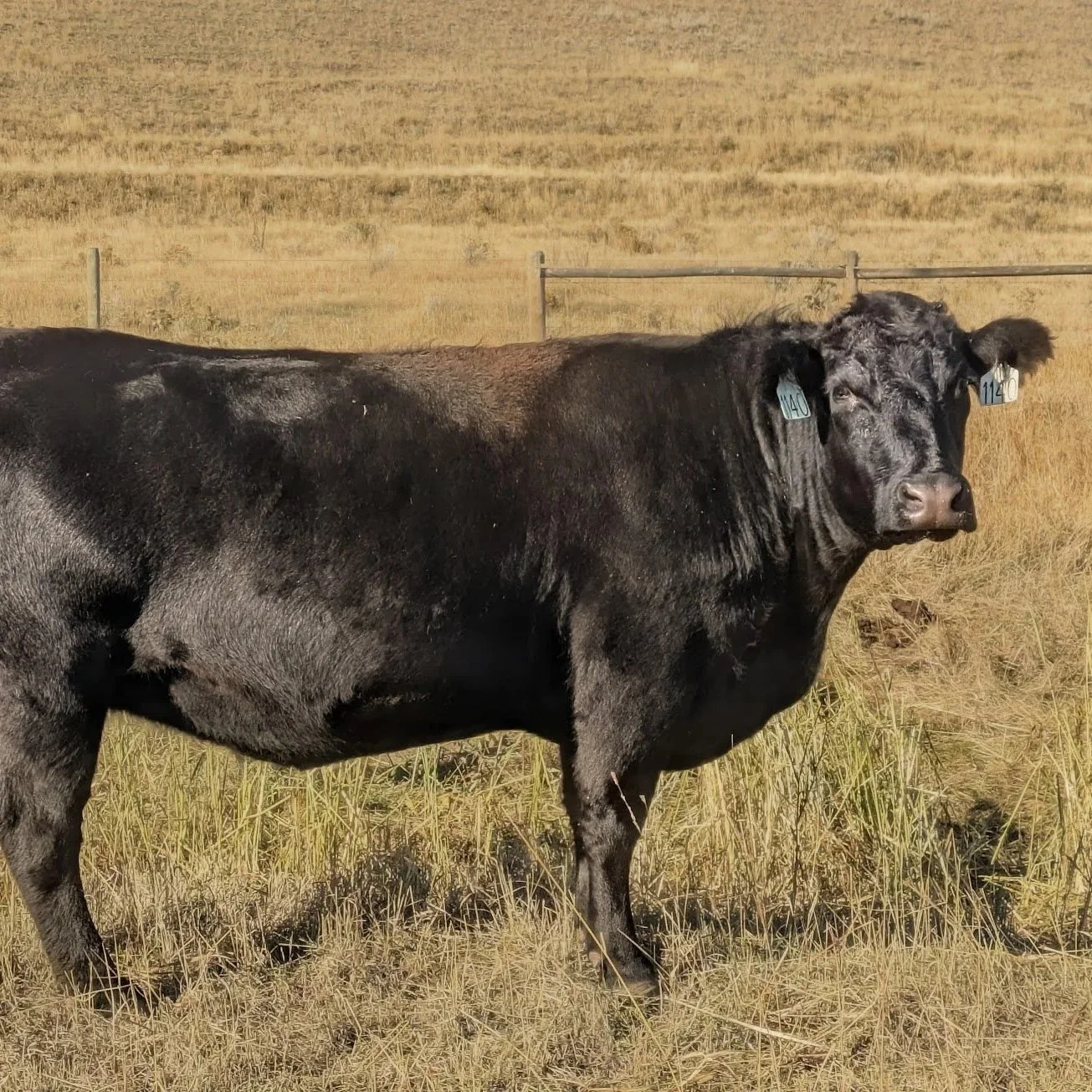 Regenerative Grass-Fed & Finished Beef