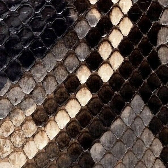 snake.jpg