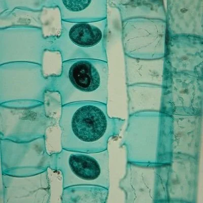 Neuro-Reiki Practitioner Certification Course