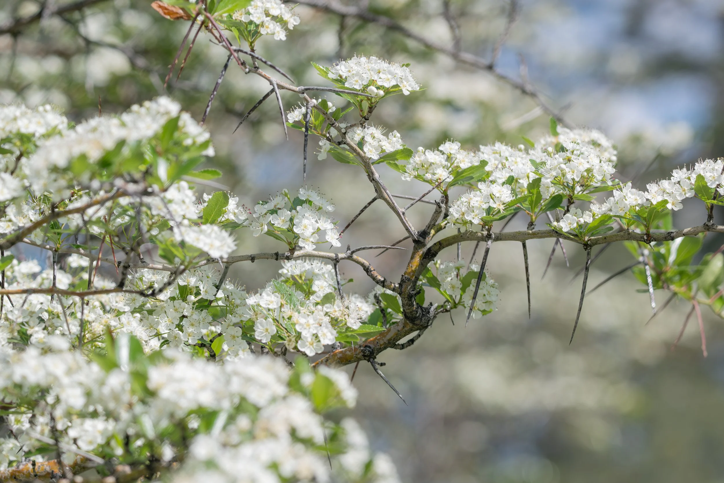 20191217-DSC_1012-2-Enhanced-NR.jpg