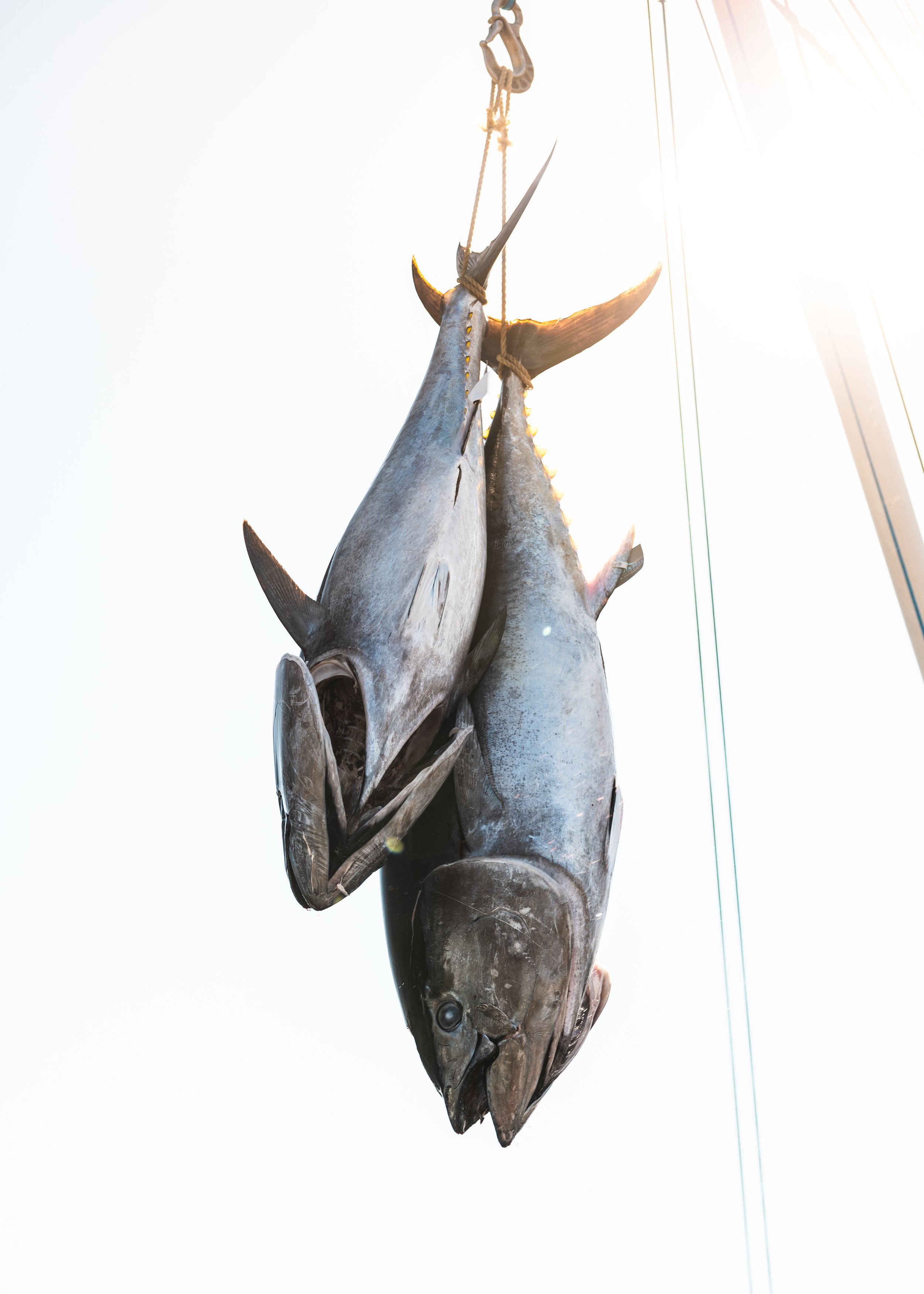 South Seas Tuna-3.jpg
