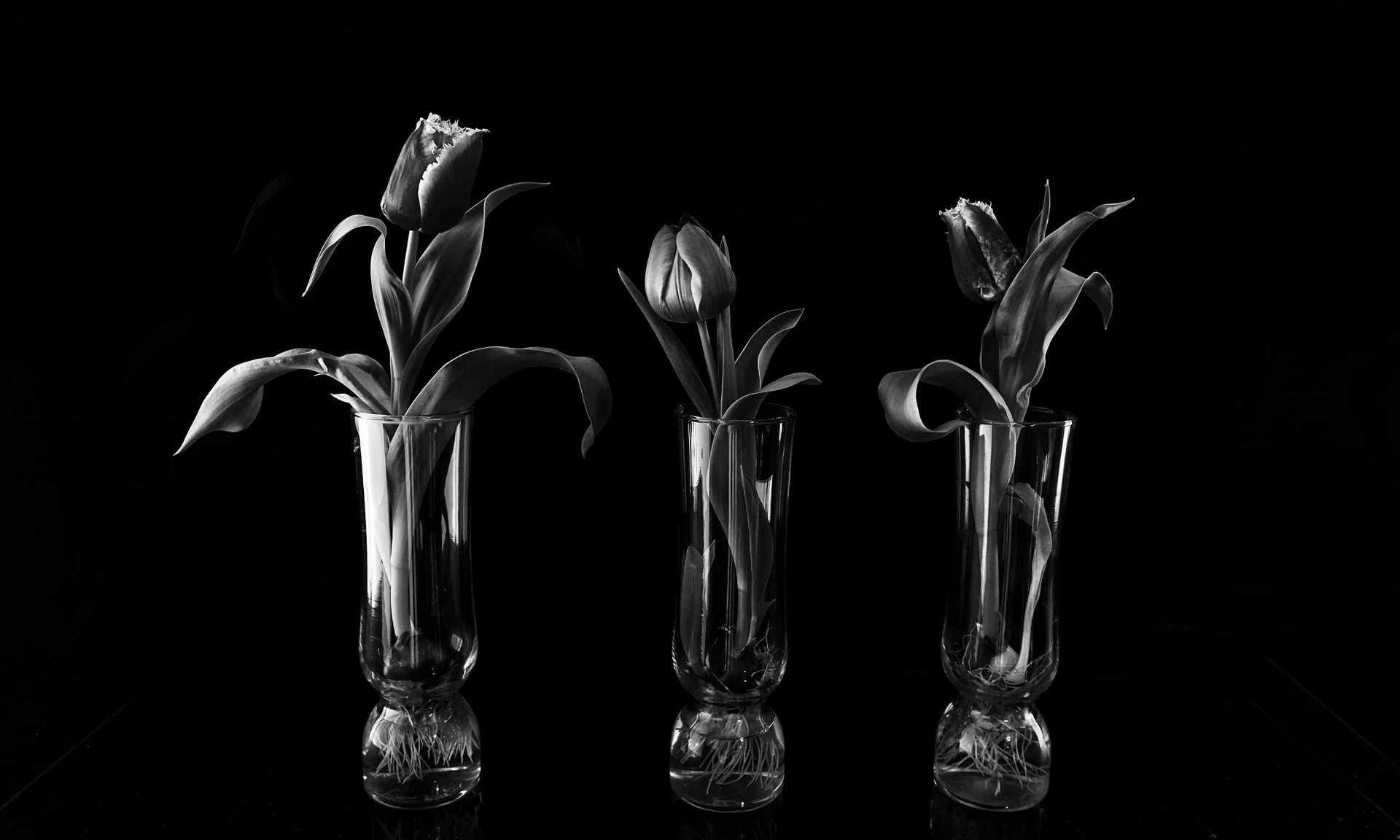 Tulip Bulbs D85_7381 DPI72.jpg