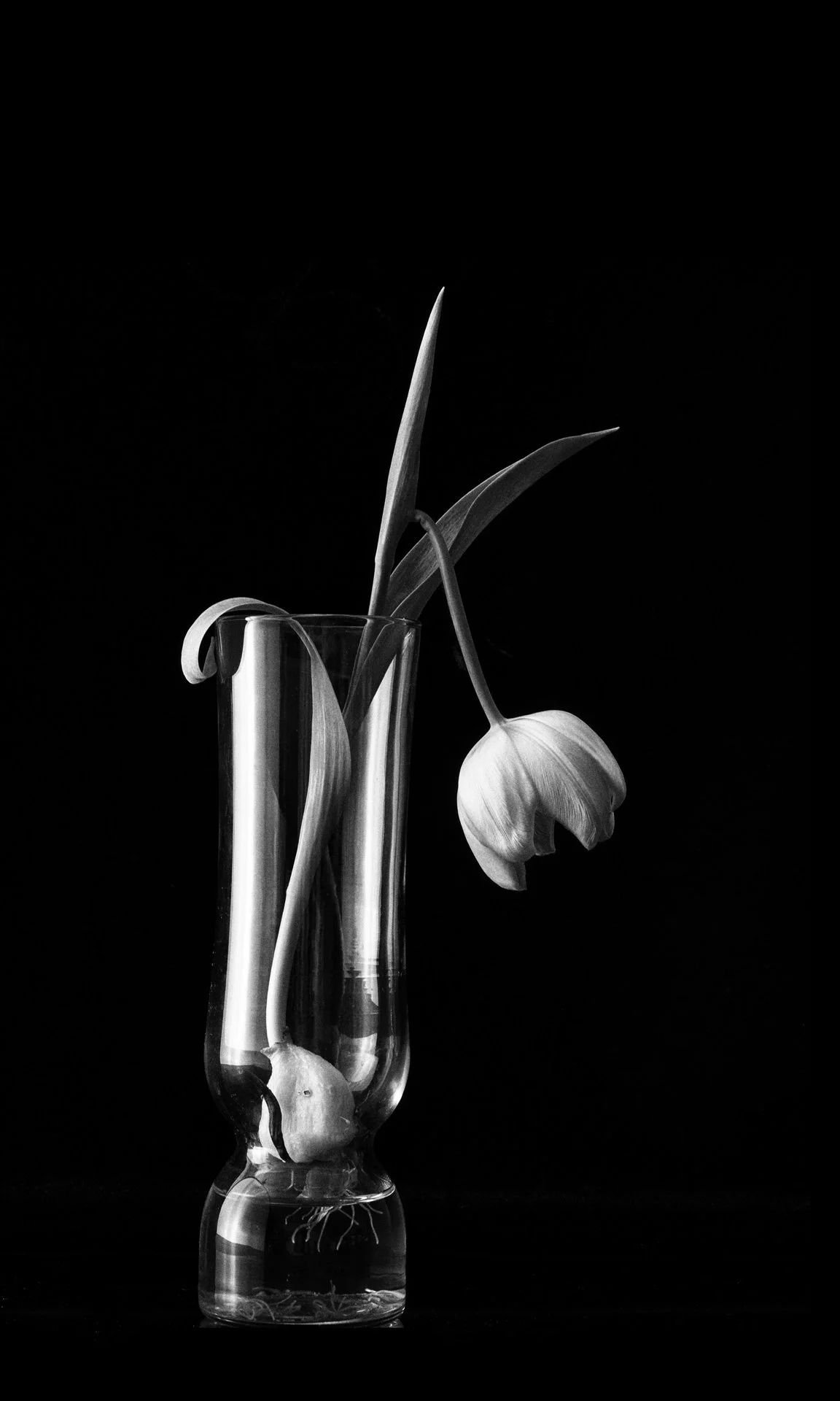 Tulip Bulb Soft Backlit D85_8720 DPI72.jpg