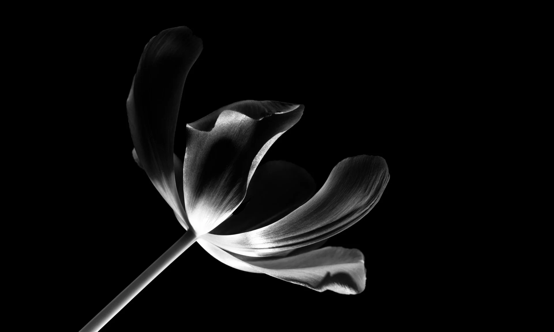 Tulip with Strobe D85_6599 DPI72.jpg