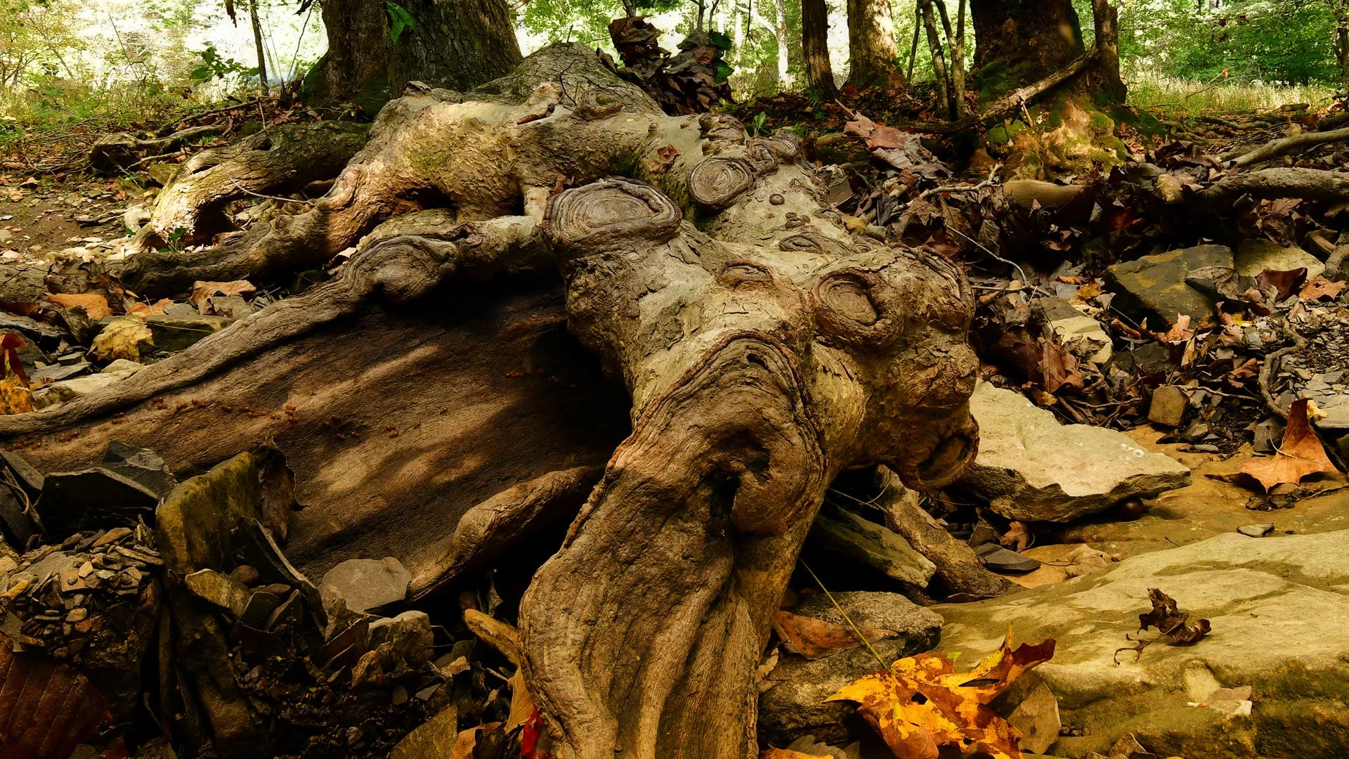 Natures Patterns FS Crop 9-x16 DPI 72.jpg