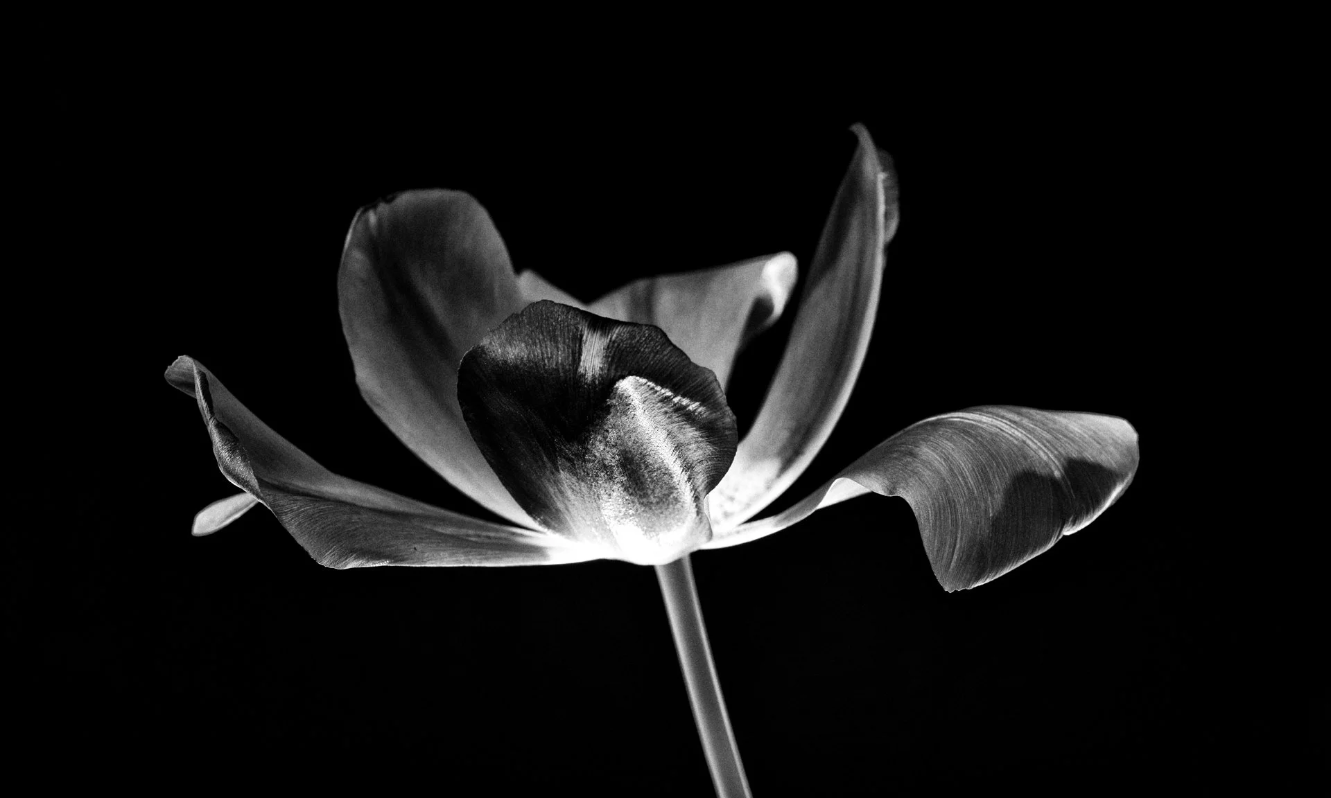 Tulip with Strobe D85_6308 DPI72.jpg