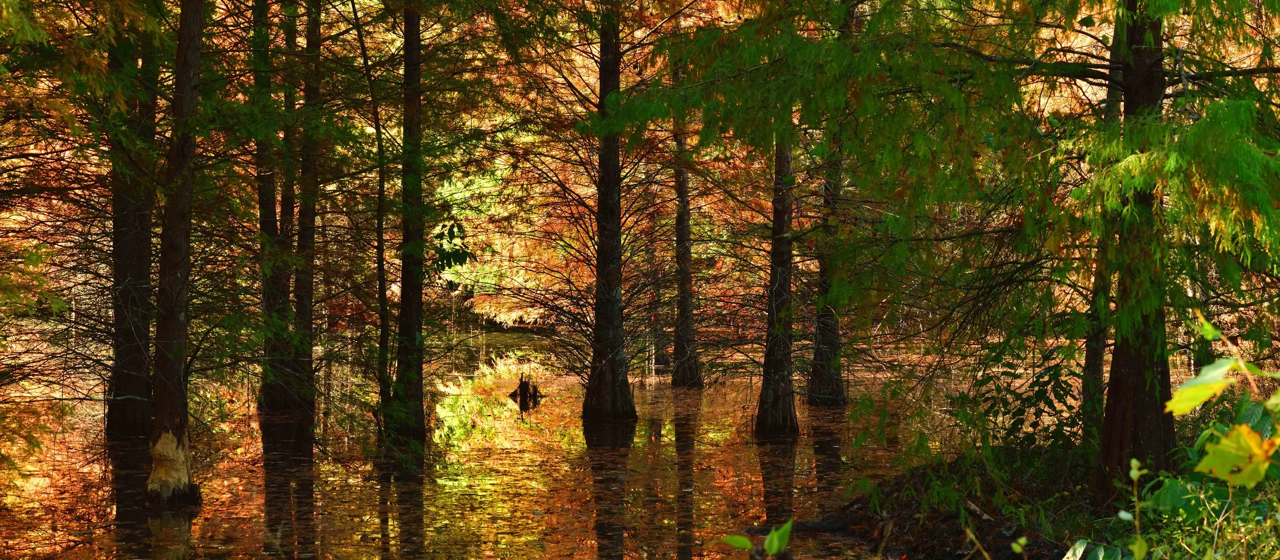 Tupelo Cyprus Warm Adj Pano  16x71 LR.jpg