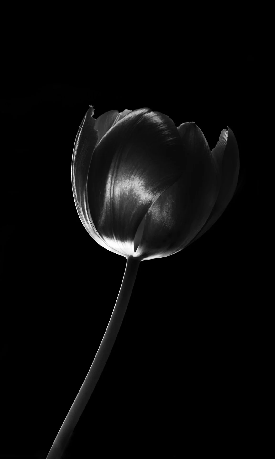 Tulip Low Key with Rim Light D85_6271 DPI72.jpg