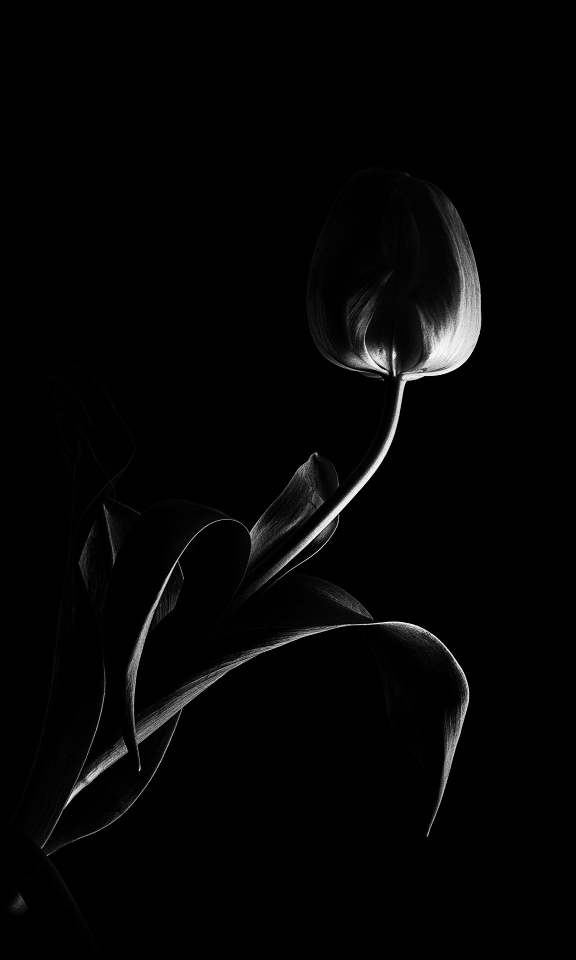 Tulip Rembrandt D85_7253 DPI72.jpg