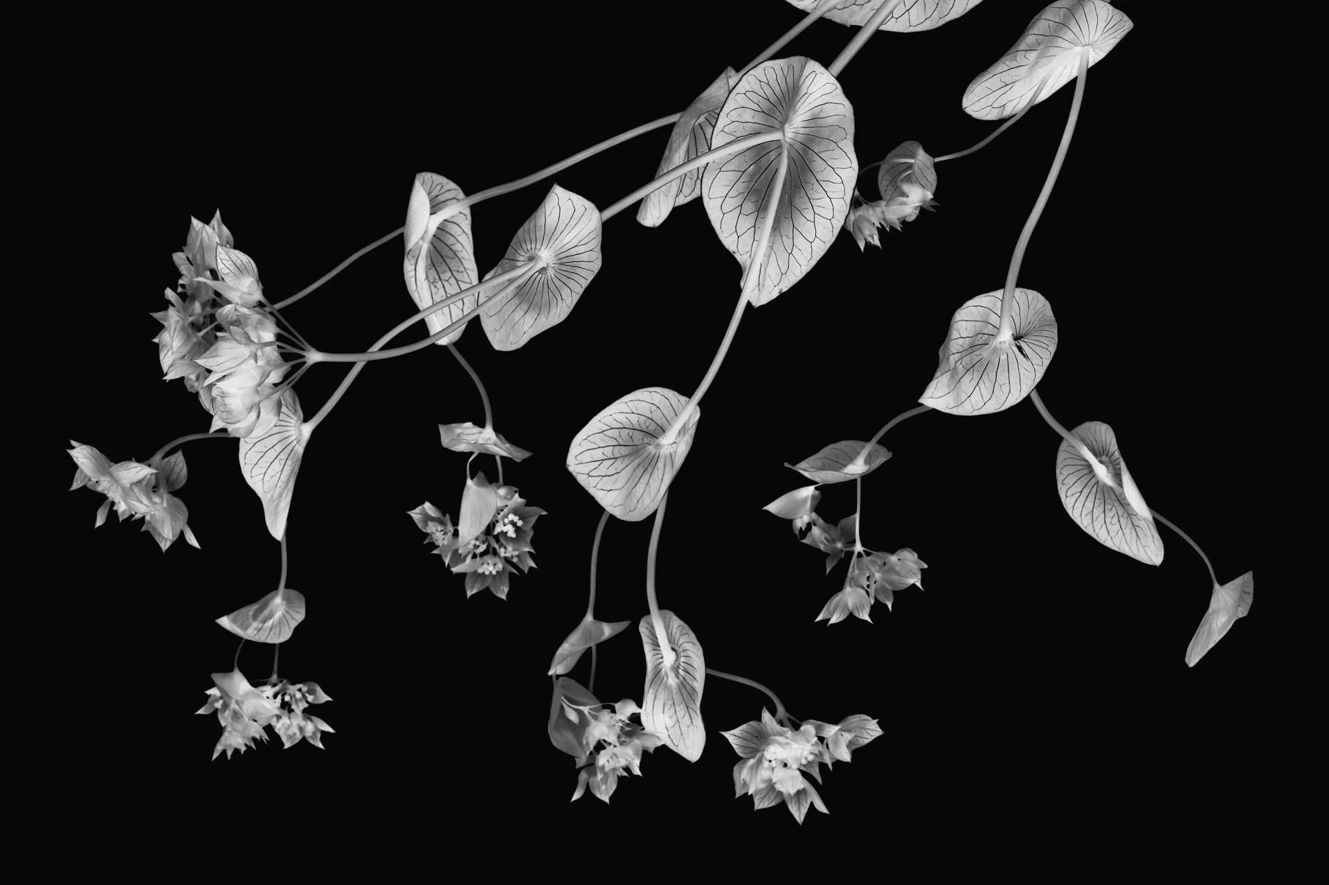 Bupleurum Rotundifolium Upside down DPI 72.jpg