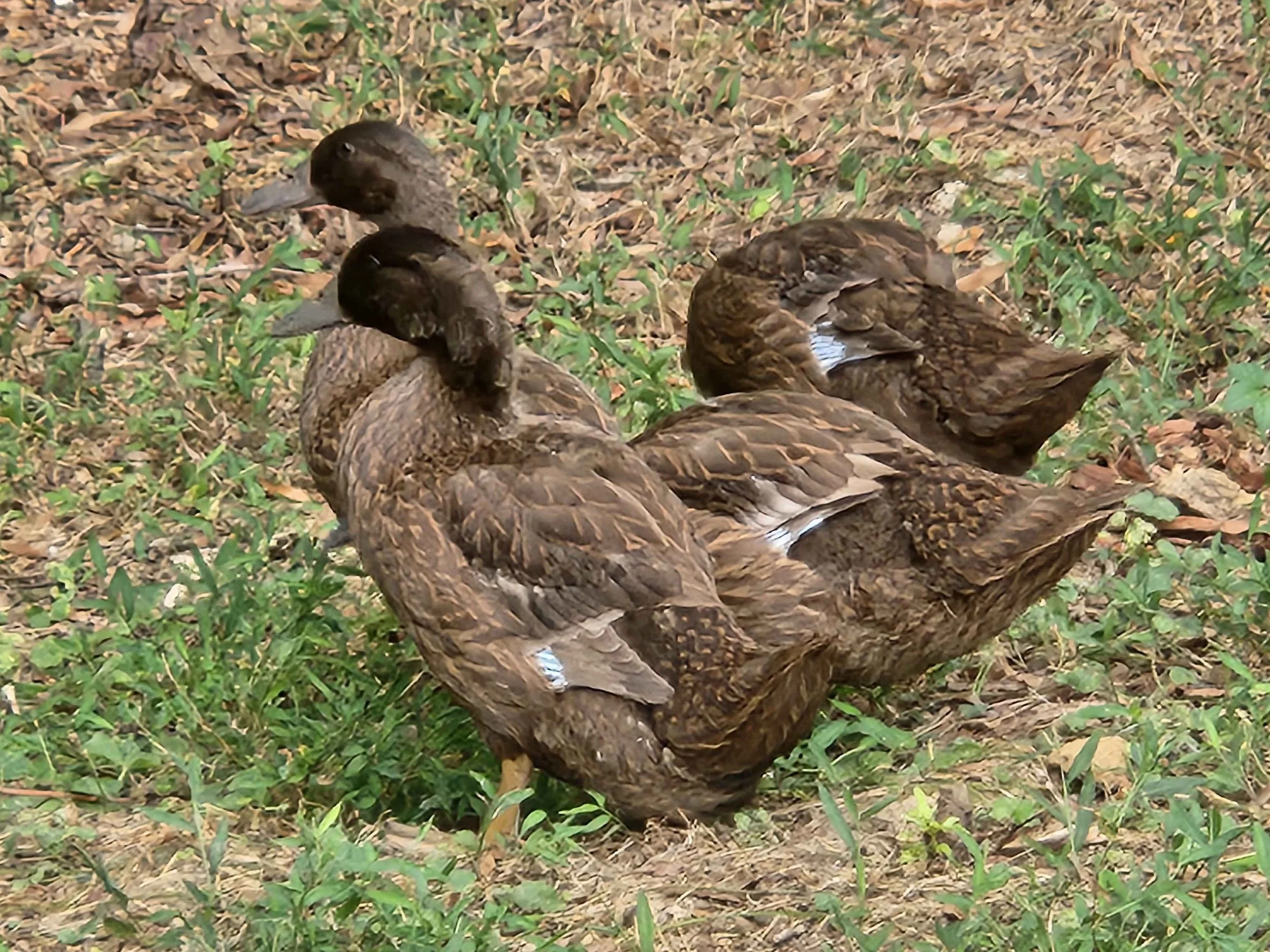 Feathering Out