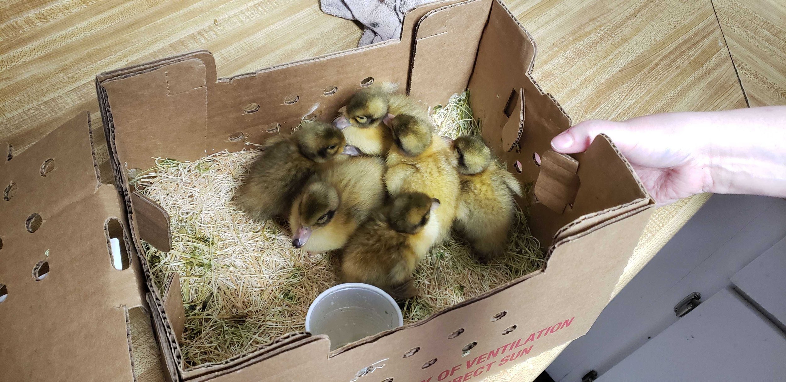 Welsh Harlequin's First Day at home