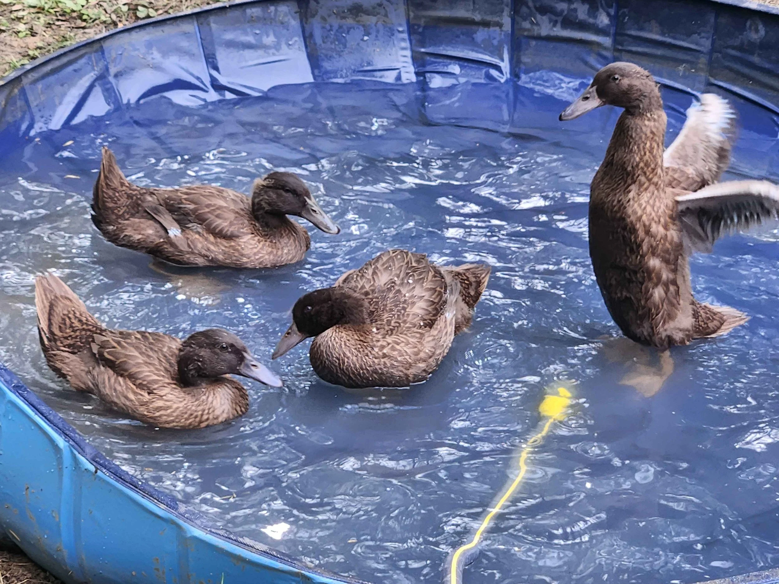 Happy Paddlers