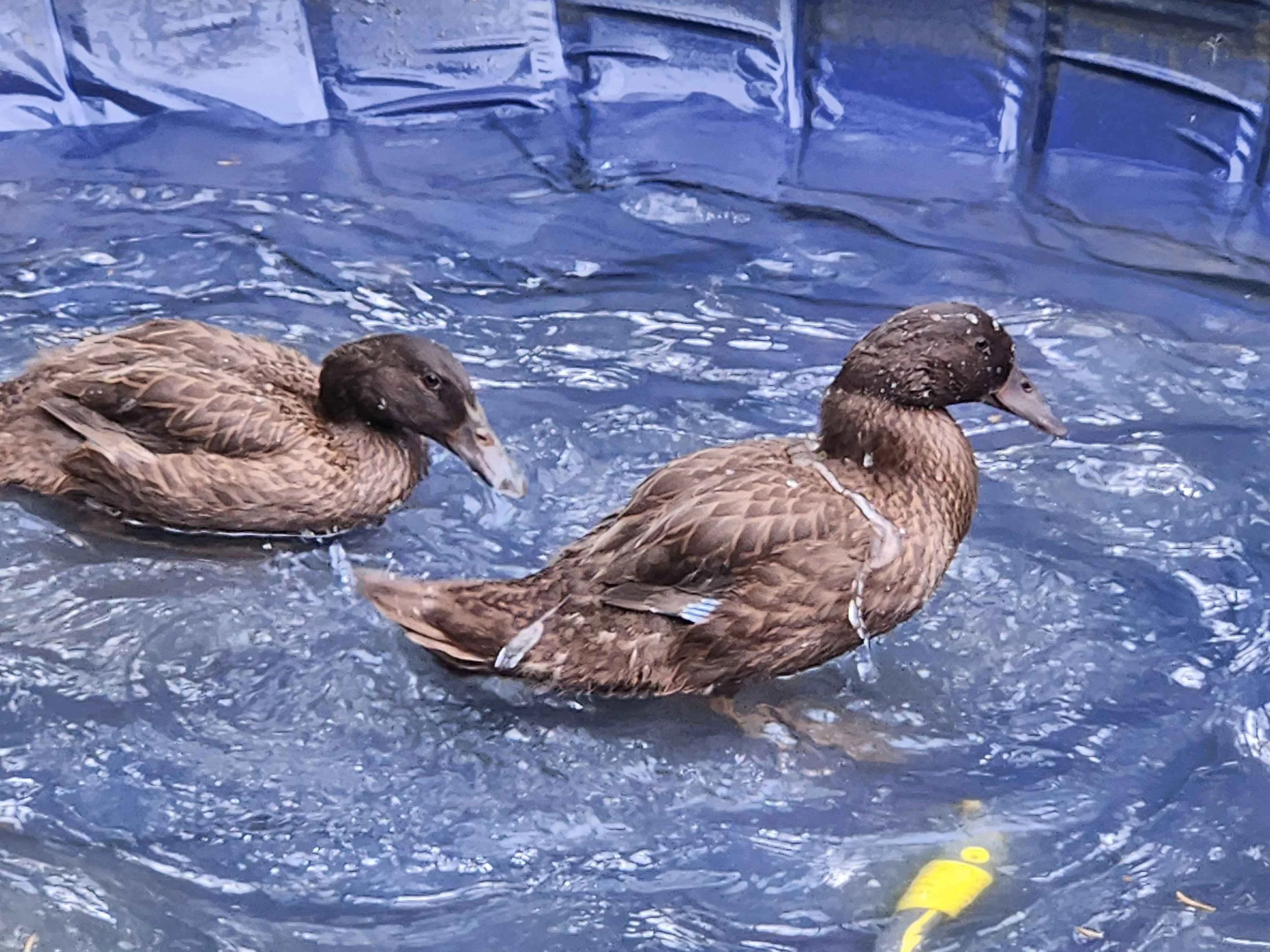 Pool Time Fun