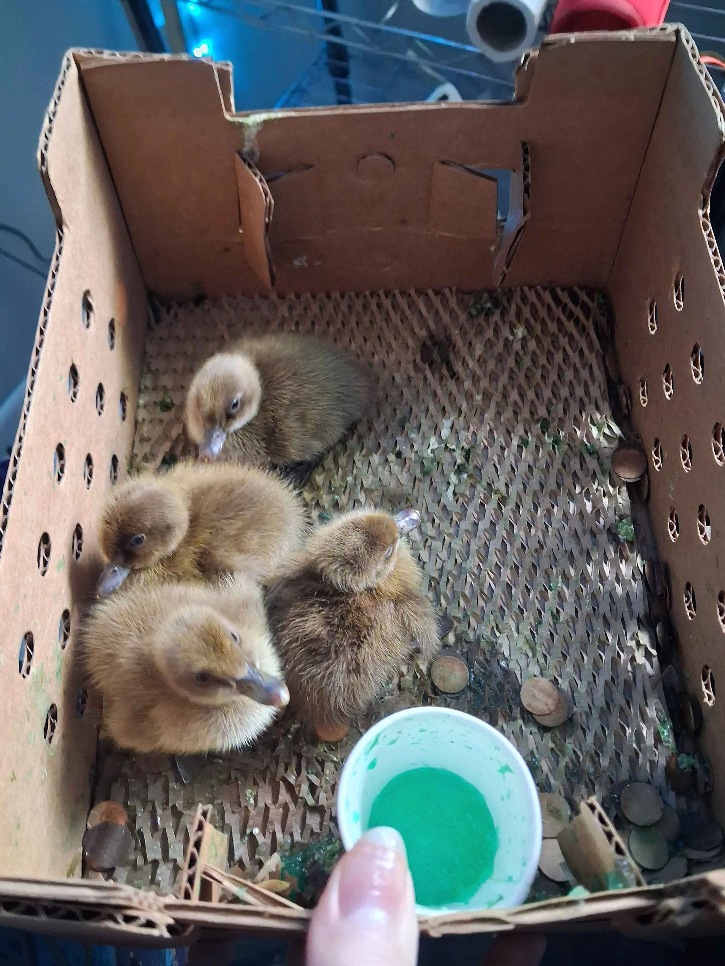 Khaki Campbells First Day at Home