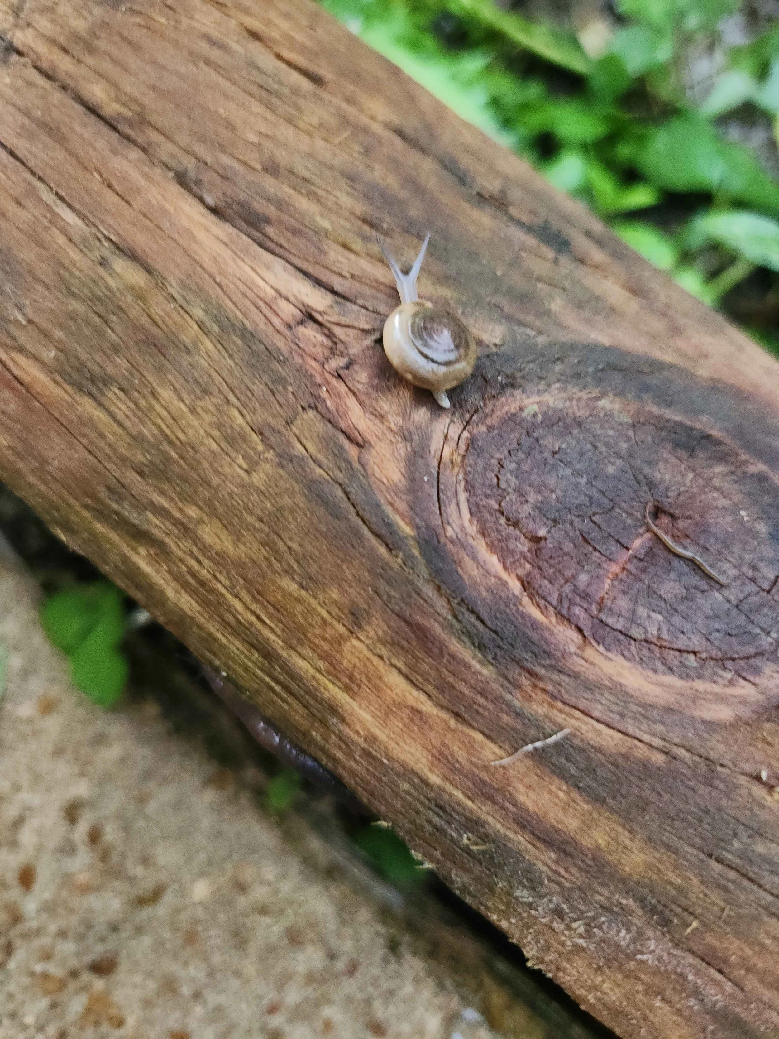 A snail visiting on a rainy day