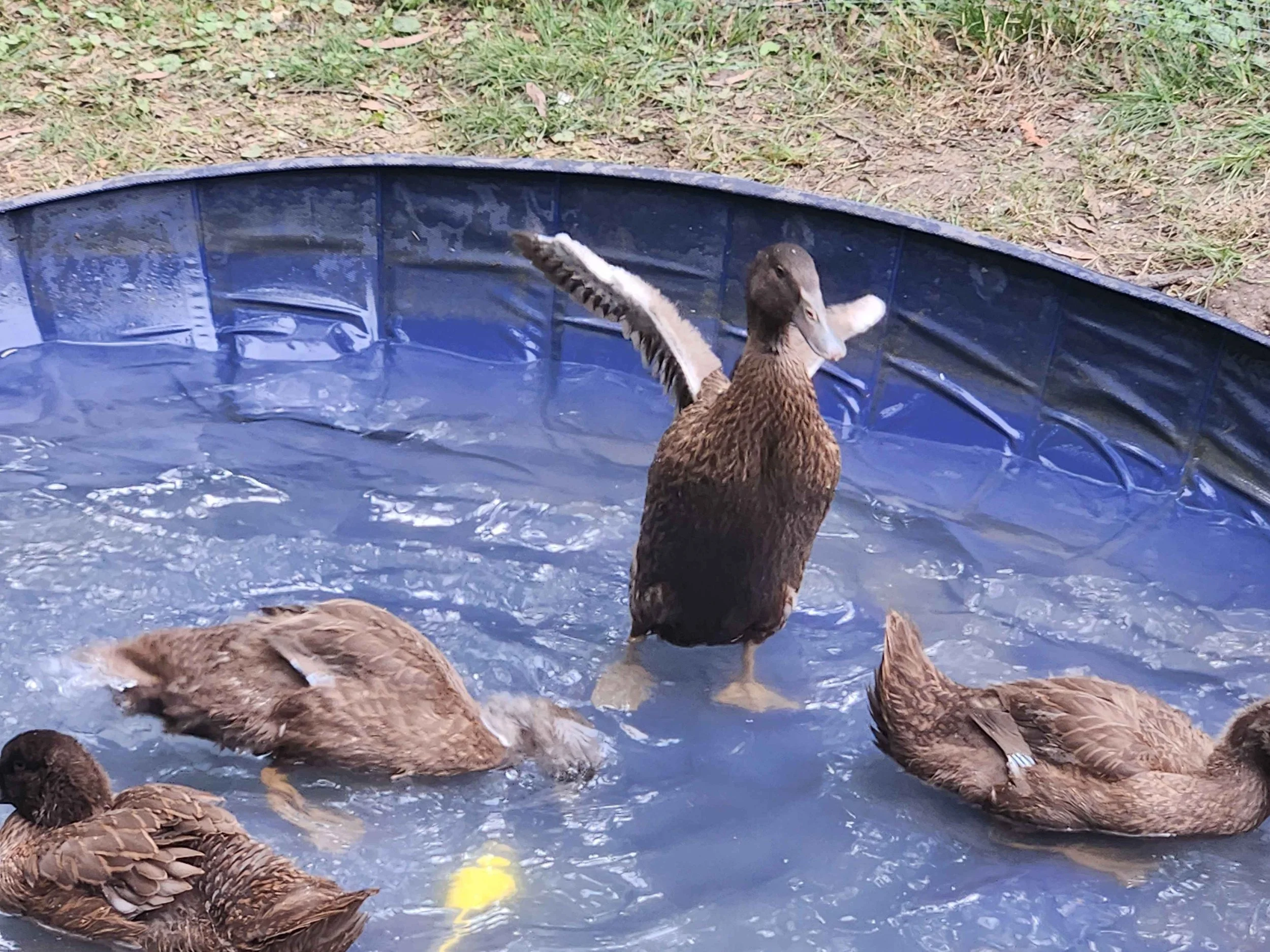 Splish Splash!