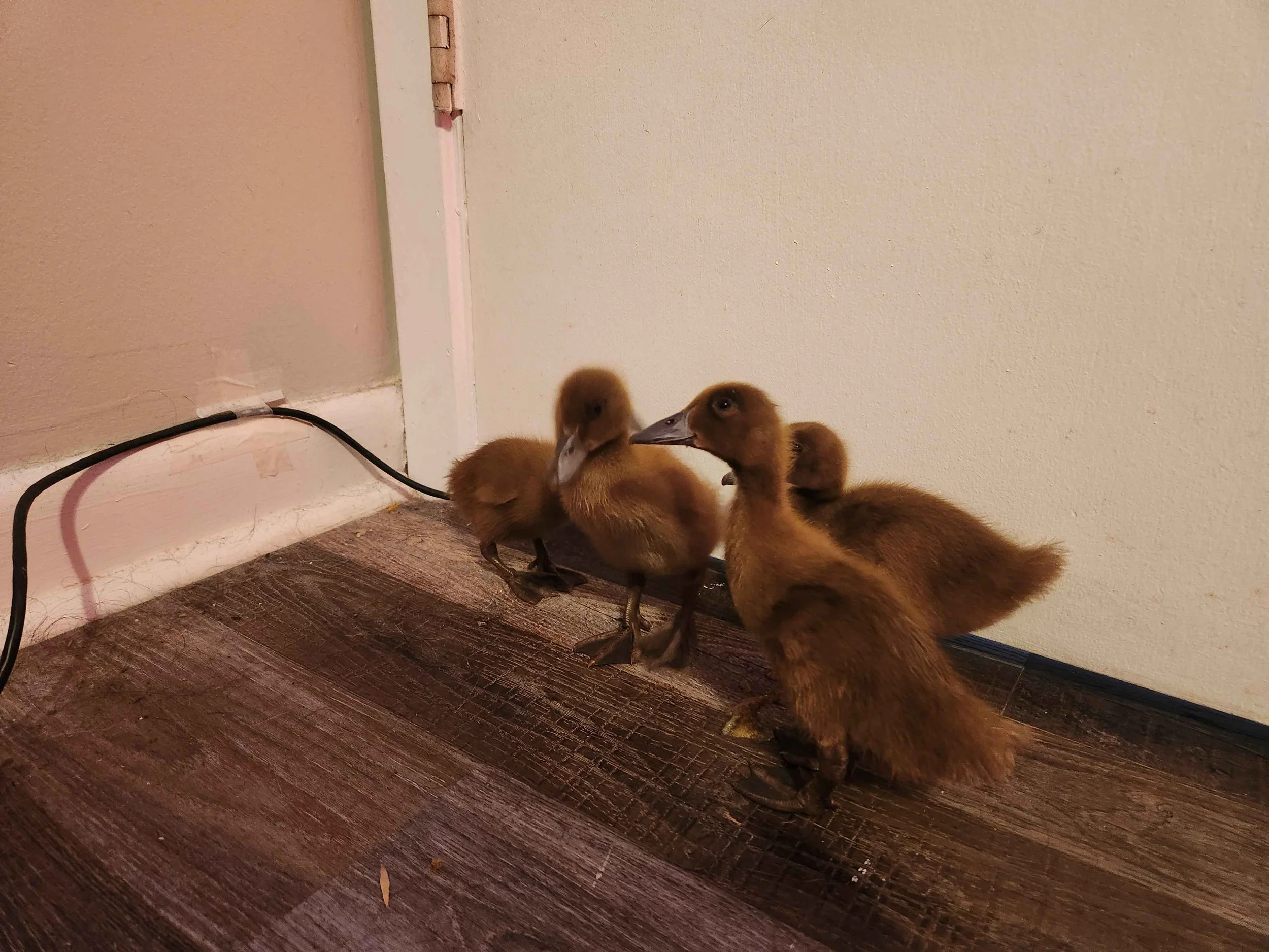 First Steps Outside the Brooder