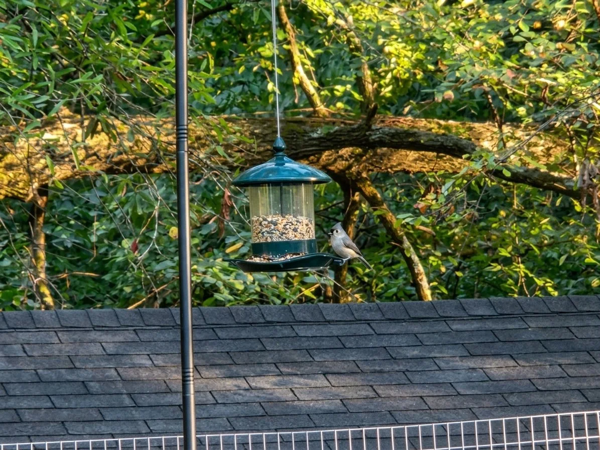 A frequent visitor to the bird feeder