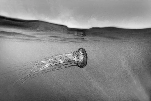 Sea Nettle Over/Under View, Monterey Bay #18