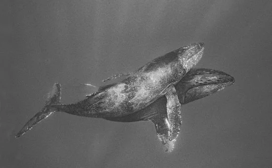 Humpback Mother with Calf, Baja Mexico 2249-20