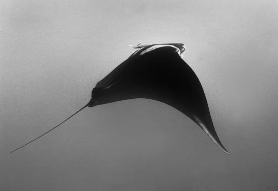 Giant Manta Ray, San Benedicto Island, Mexico  1832-14