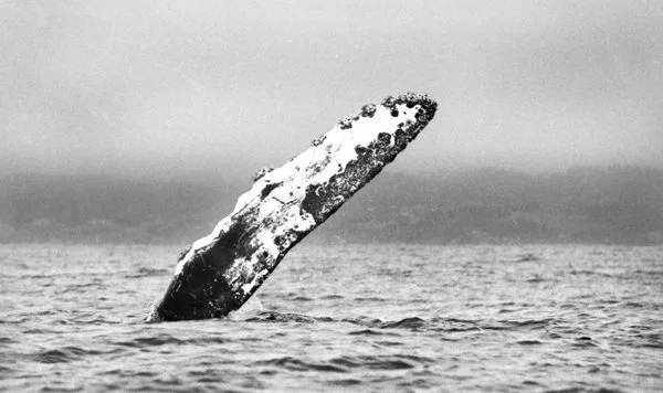 Humpback whale pectoral flipper, Monterey Bay, #1812-19
