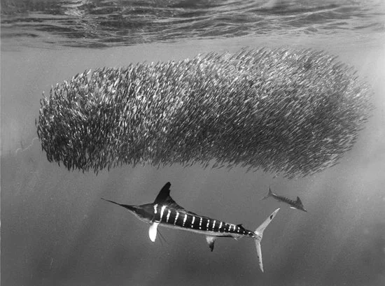 Striped Marlin with Bait Ball 2245-08