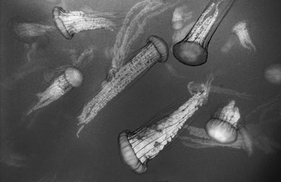 Sea Nettles, Monterey Bay, #1929-32