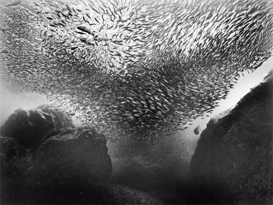 Pacific Sardine Tornado 1988-09