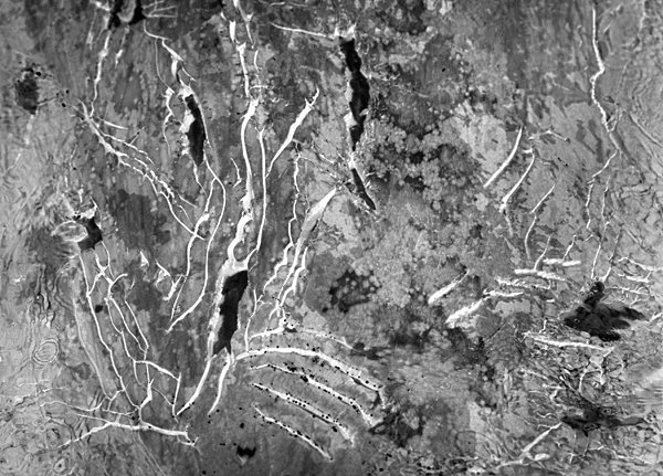 Gray Whale Skin Detail With Orca Tooth Rakes