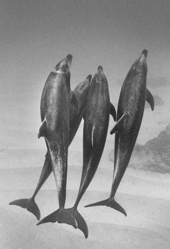 Pacific Bottlenose Dolphins, Pas de Quatre 1911-16 