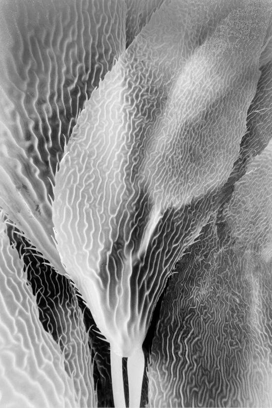 Giant Kelp Detail (Negative Print) 2147-20