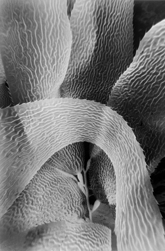 Giant Kelp Detail (Negative Print) 2147-23