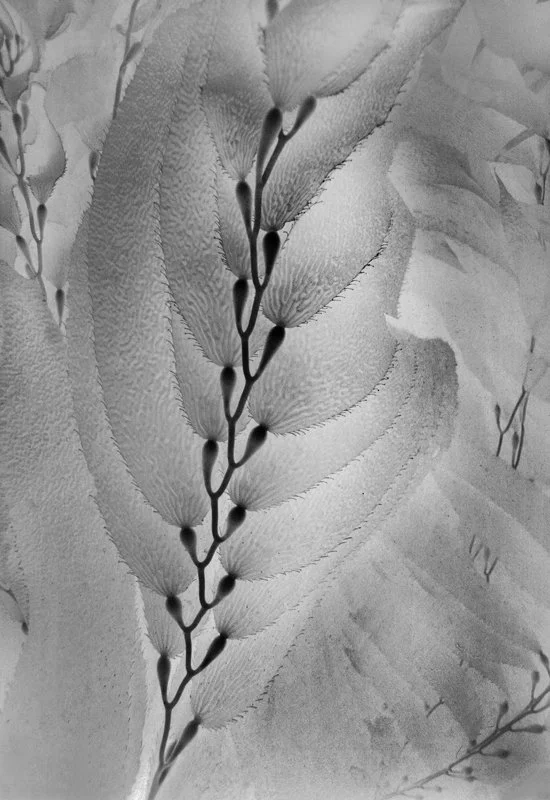 Giant Kelp Detail (Negative Print) 2184-20