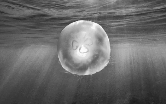 Moon Jelly, Monterey Bay, #2218-15