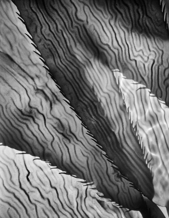 Giant Kelp Detail 1946-36