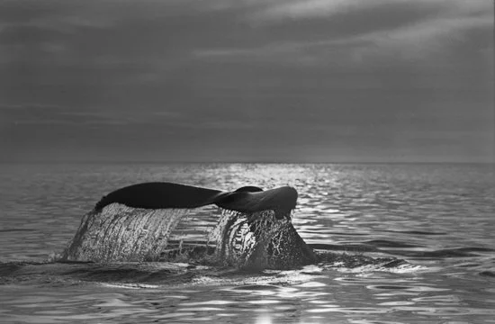 Descending Humpback Twilight, Monterey Bay 