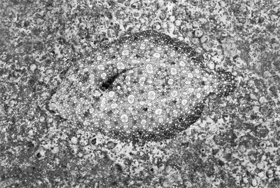 Flounder Abstract Number 1, Punta Tasca