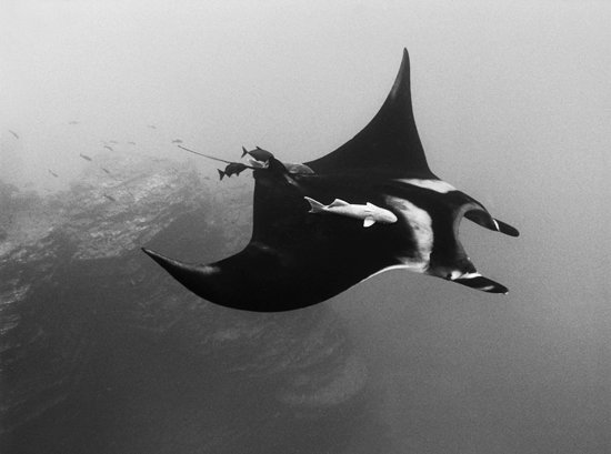 Giant Manta Ray with Remora, San Benedicto Island, Mexico  1922-08