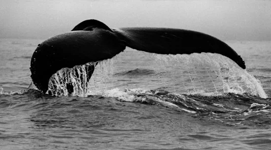 Descending Humpback Twilight, Monterey Bay 1811-09