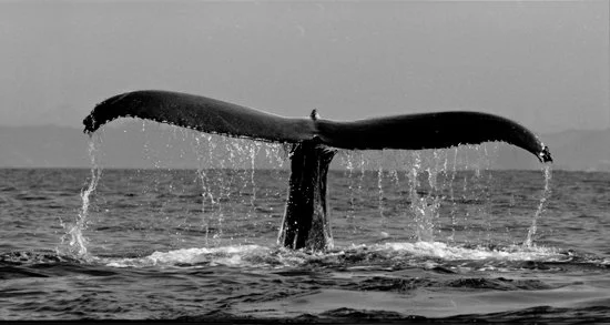 Descending Humpback Twilight, Monterey Bay 1894-21