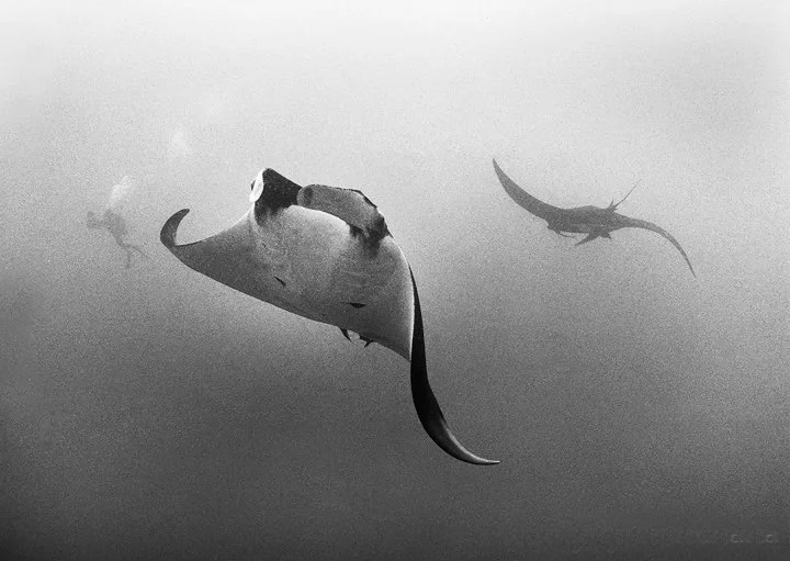 Giant Manta Rays with Diver, San Benedicto Island, Mexico 1832-06