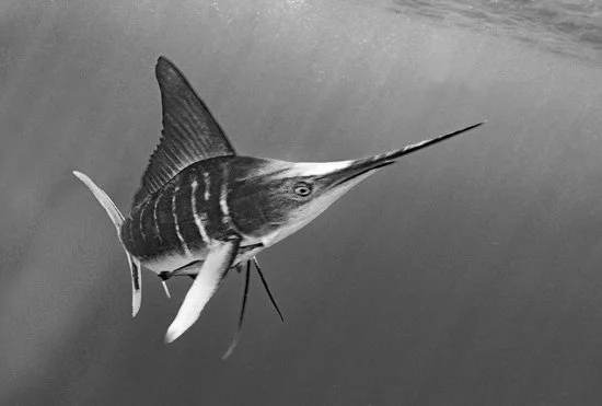 Striped Marlin Portrait 2249-09
