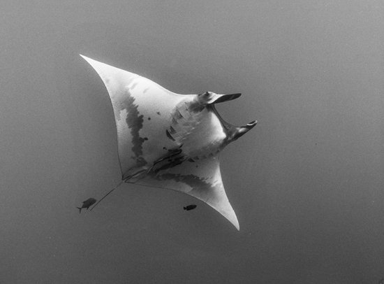Giant Manta Ray, with Cleaner Fish, Ventral View, San Benedicto Island, Mexico 1922-08 