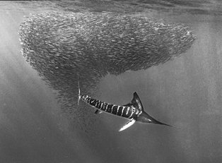 Striped Marlin with Bait ball 2247-13