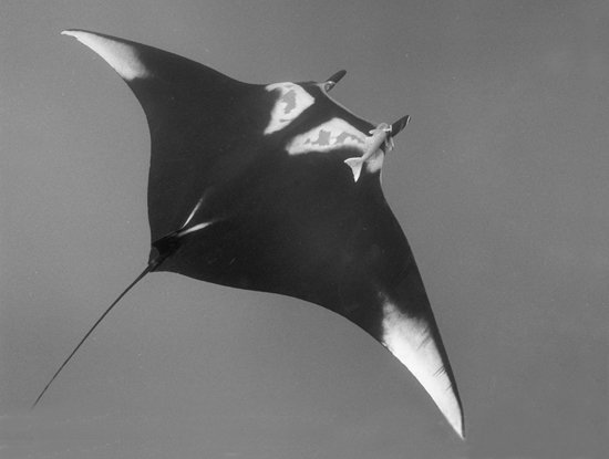 Giant Manta Ray, Dorsal View, San Benedicto Island, Mexico  