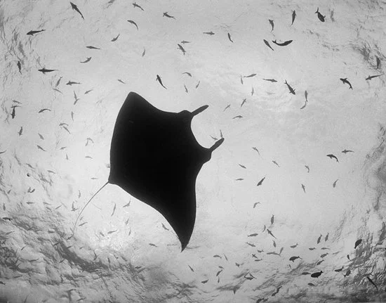 Giant Manta Ray Silhouette with Bait, San Benedicto Island, Mexico 