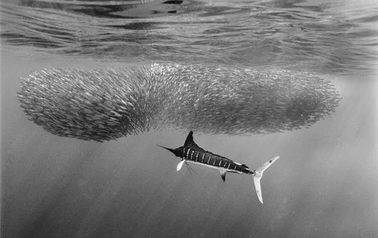 Striped Marlin with Bait Ball 2245-09